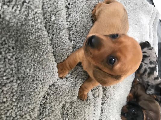 PoulaTo: AKC Dachshunds